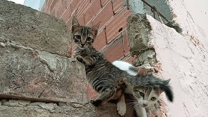 三花猫妈带娃见恩人，却意外“翻车”，2只小猫不领情，惹来邻居抱怨