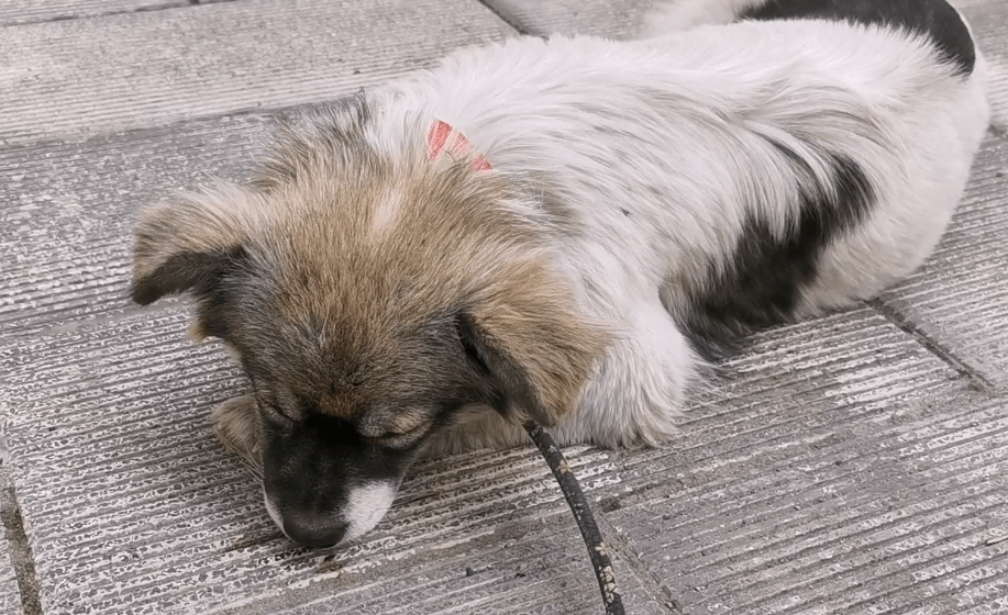 怀孕流浪狗不愿去宠物医院,幸亏它遇见几位好心人,狗狗:谢谢你,给我一