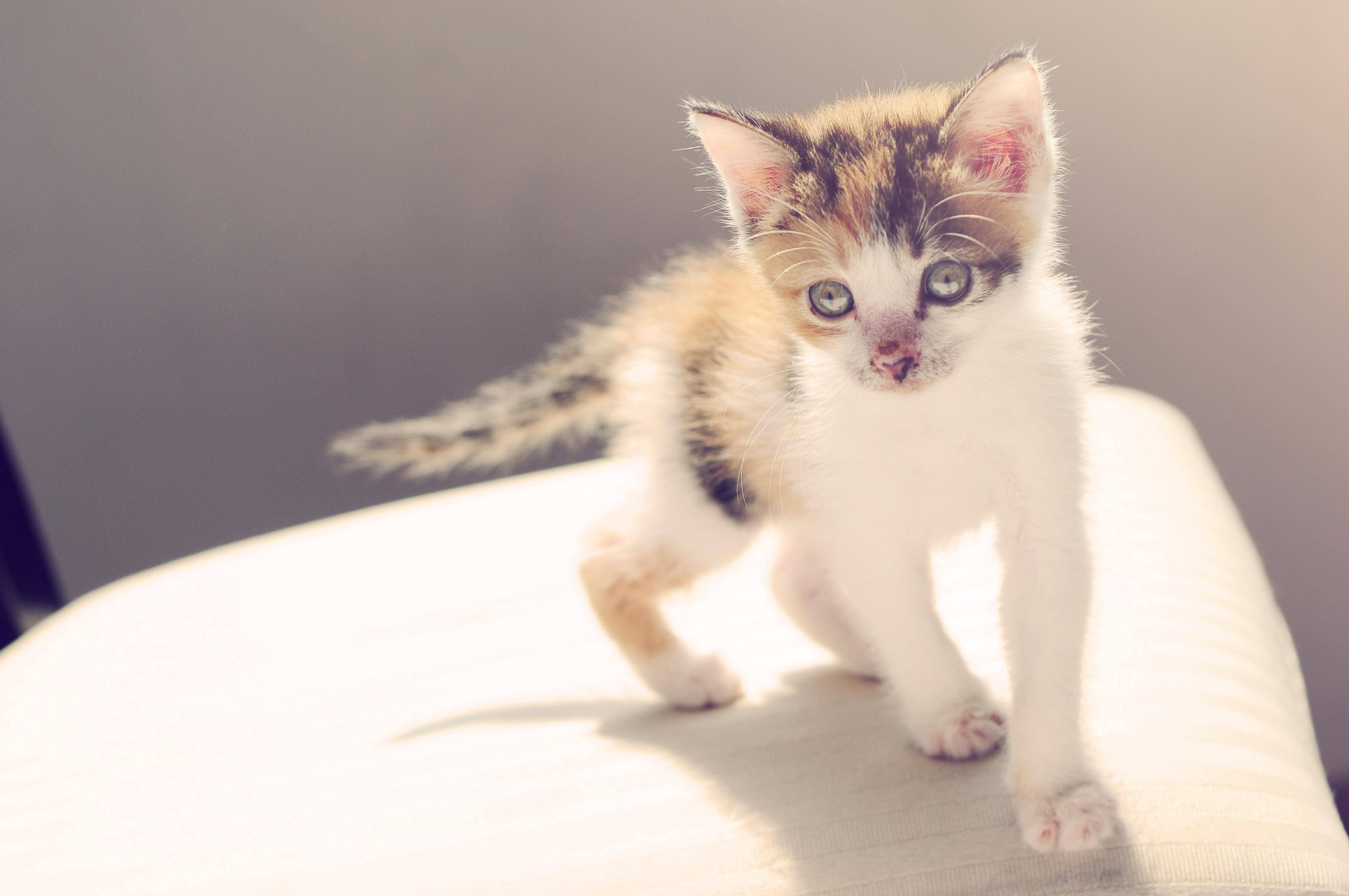 怎么看小猫是不是在打架 3ce3d06f2b444cb9a4e23d96ebb9ad9e.jpeg