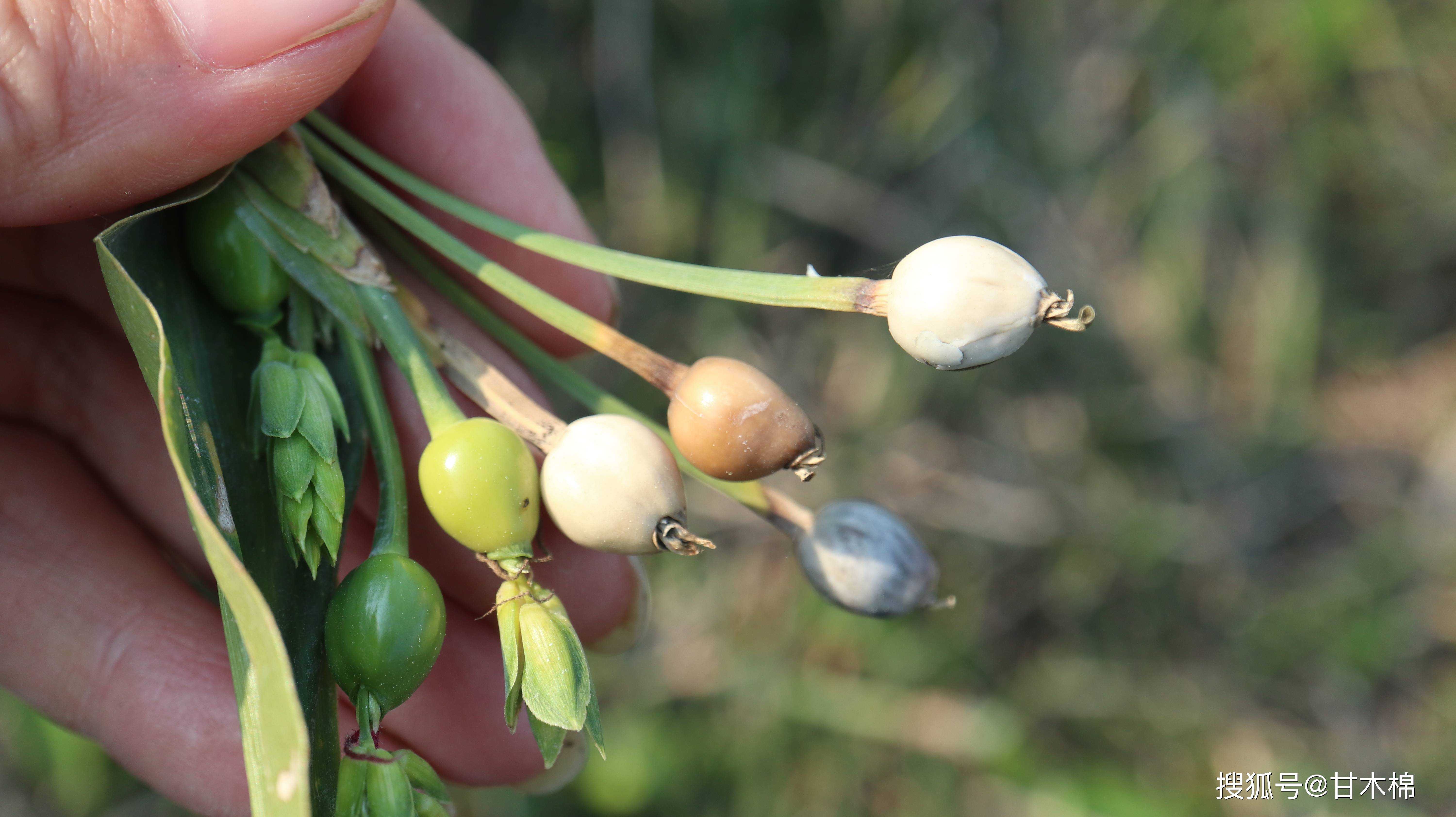 野薏米,又称川谷,老鸦珠,六谷米,菩提珠,它与大家熟悉的薏仁米长得