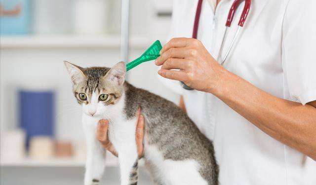 猫咪肠胃脆弱,看完你就知道该怎么办_问题_驱虫_寄生虫- 今日热点