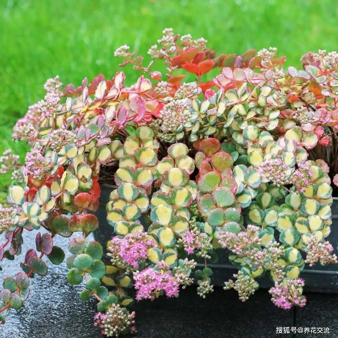 零下多度冻不死的圆扇八宝 开花媲美长寿花 秋季叶子会变色 温度 时候 盆栽