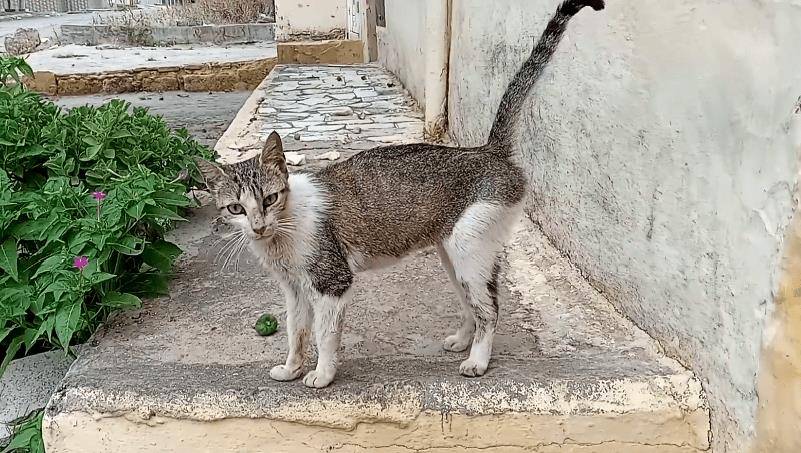 三花猫妈带娃见恩人，却意外“翻车”，2只小猫不领情，惹来邻居抱怨