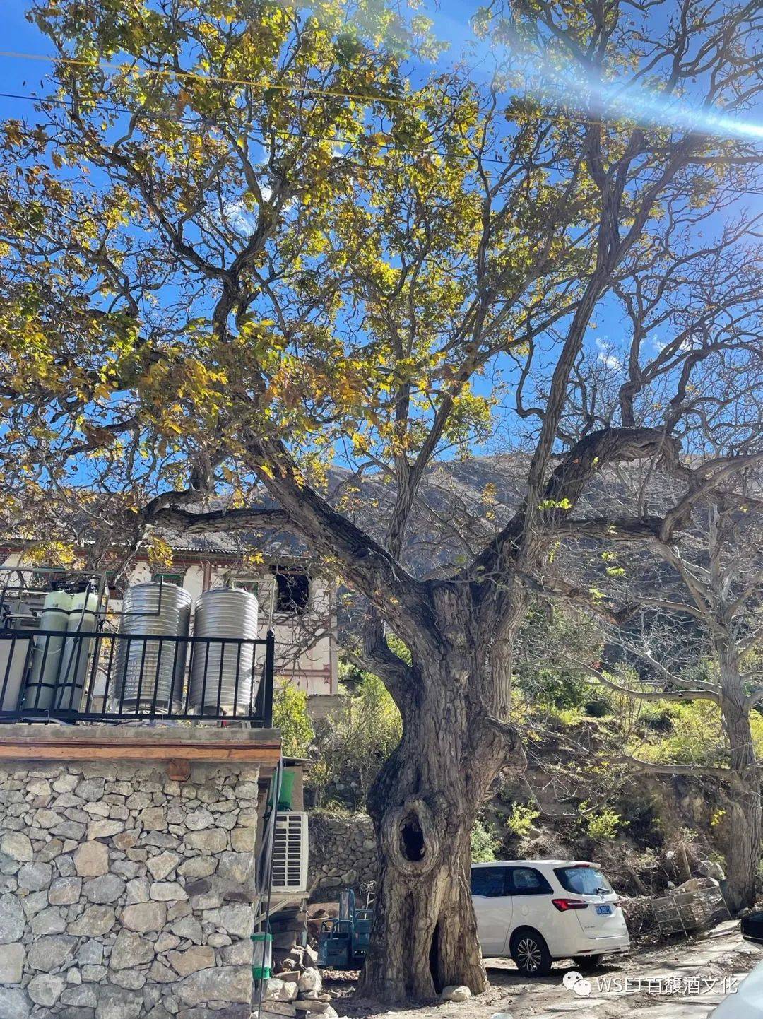 云南香格里拉葡萄酒产区酒庄大赏|扎西·核桃树酒庄_The_Winery_Walnut