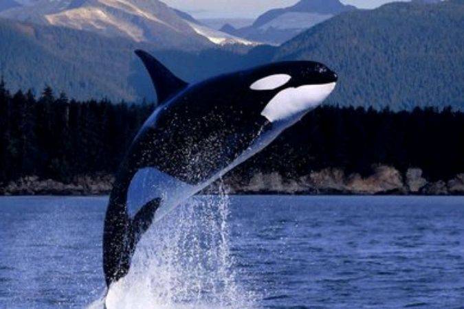  原创 海洋的霸主虎鲸，处于海洋食物链顶端，为什么对人类十分友好呢？