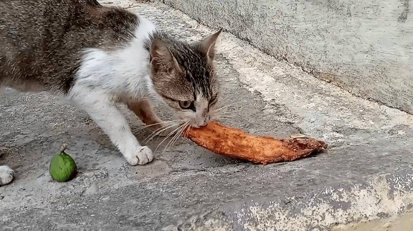 三花猫妈带娃见恩人，却意外“翻车”，2只小猫不领情，惹来邻居抱怨