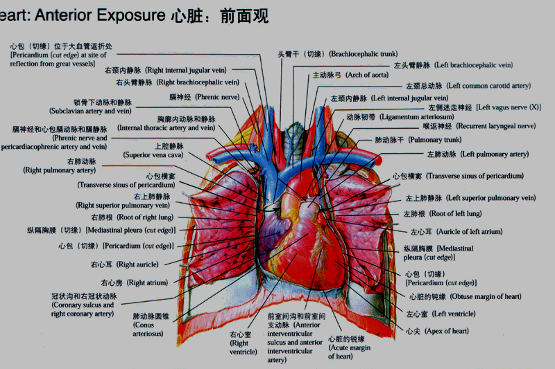 胸廓内动脉解剖图图片
