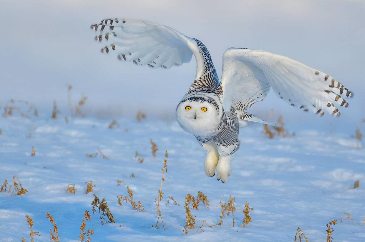 原创国际著名摄影师镜头下这10个野生动物的瞬间激活你的大脑
