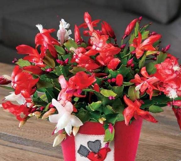 蟹爪兰浇水方法视频 eb3ebcd1ac614d7cbddbe45c04ff88b1.jpeg