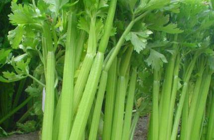 西芹菜怎么切 292e4158605c4fc4bd9e13f31355267b.jpeg