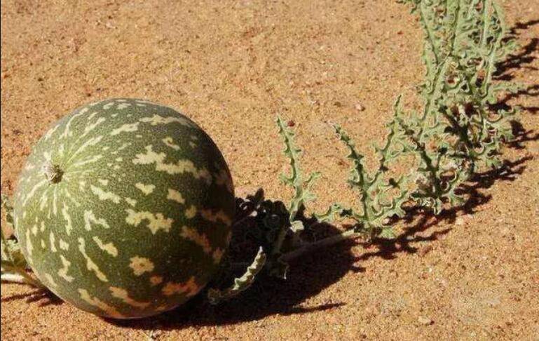 沙漠里的这种“西瓜”，即使再渴也不能吃，看完让人通体发凉