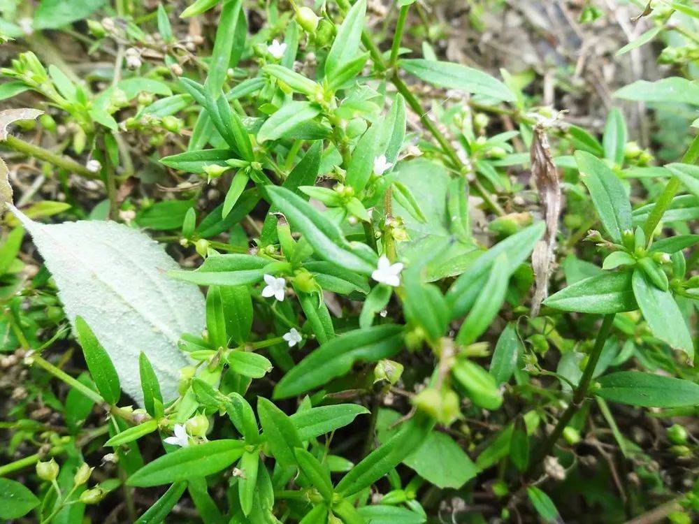 这野草俗称蛇总管,蛇见到就怕,如今价值很高,值得大家重视