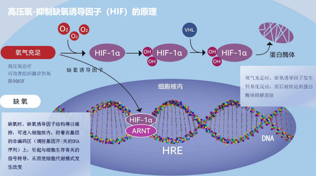 实验|吸氧90天，年轻25岁？以色列科学家：不是一般的氧气