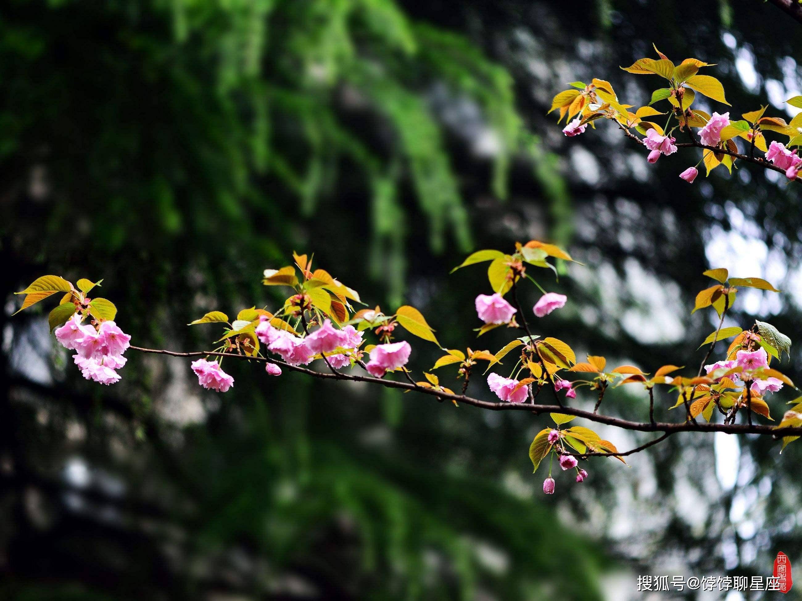 什么叫做桃花纠纷 41511981eacb4df899ce875a5e8df316.jpeg