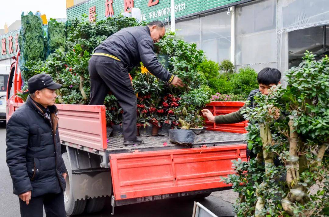 从线下到云端 花木逢春产业兴丨金东打造"永不落幕"苗博会 编织乡村