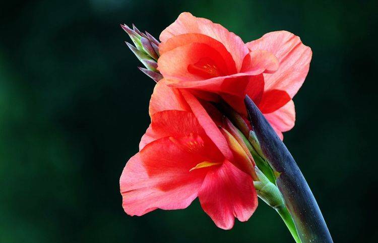 原创2月到来月老牵姻缘线桃花朵朵开定能收获好爱情4大生肖