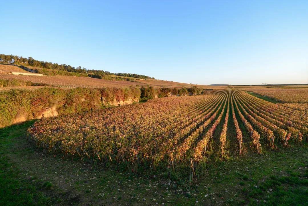 巴洛米洛|勃艮第精品家族酒庄,安慕父子&泊索父子,巴洛米洛&文森特吉拉丹!