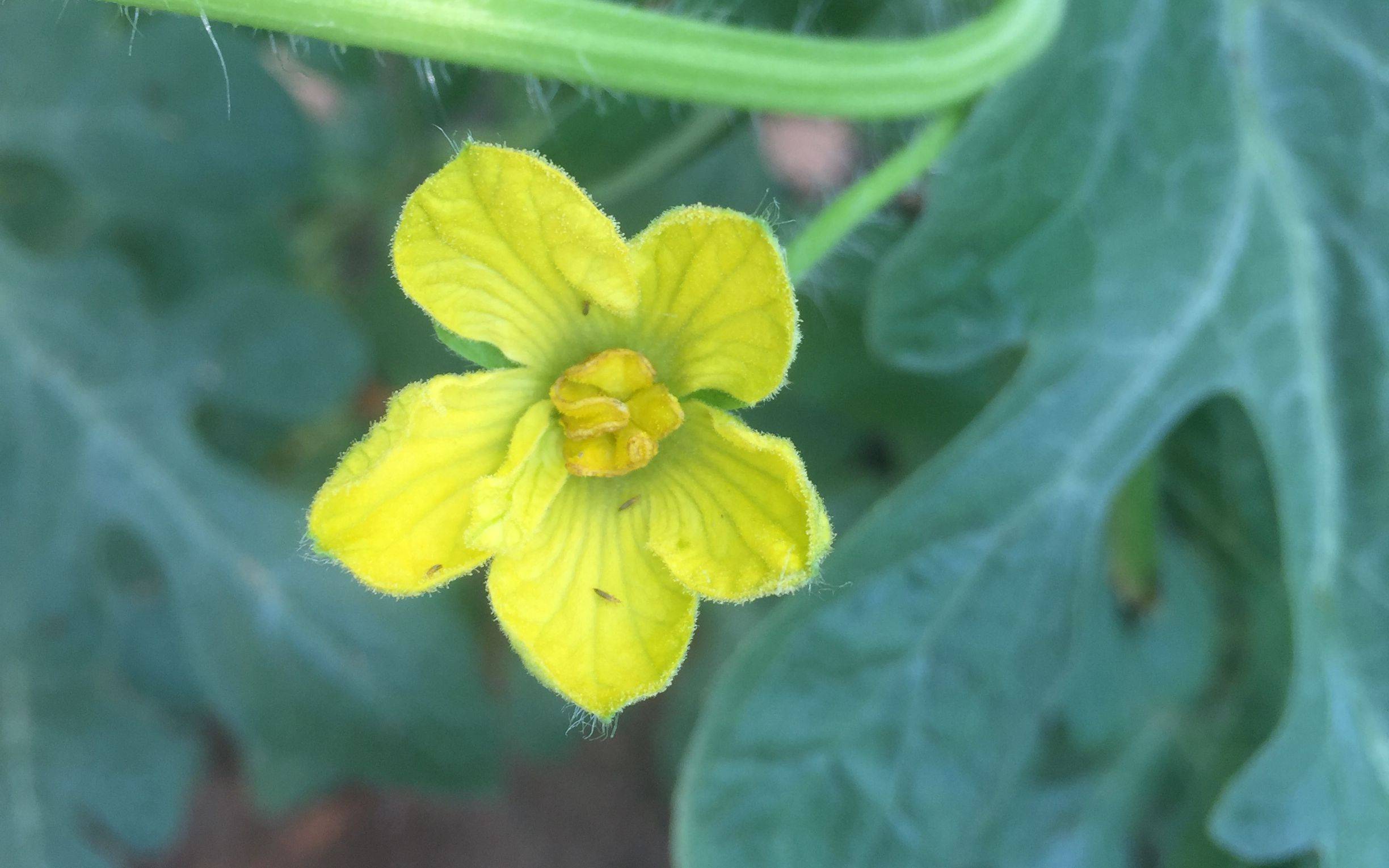 西瓜花长什么样图片图片