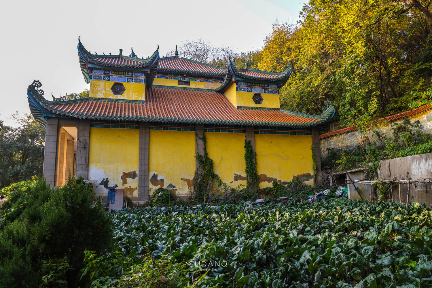 原创这恐怕是武汉最贵的蔬菜卖出10万天价千年宝塔下的菜薹之谜