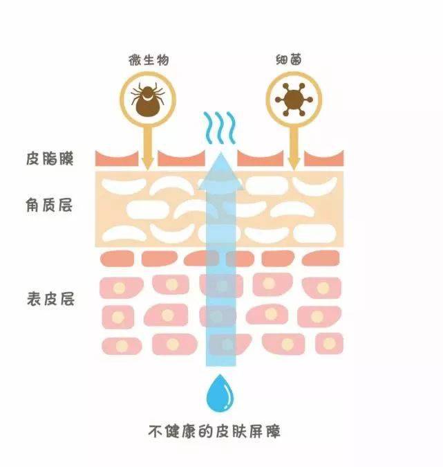 冬季皮肤干燥瘙痒?你可能需要补一点这个