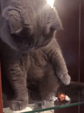 猫咪在架上扒拉糖果,随后 主人纳闷:是糖果不好吃还是你飘了? 猫咪在架上扒拉糖果,随后 主人纳闷:是糖果不好吃还是你飘了?
