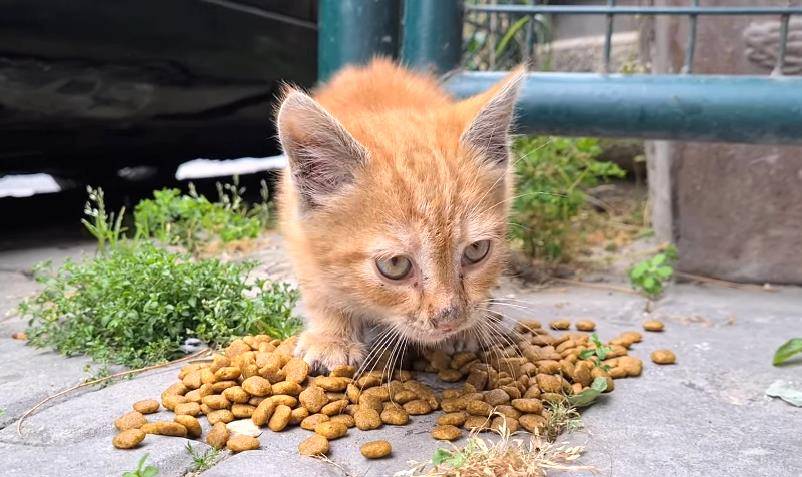 猫咪小猫不慎走丢，四处流浪吃尽苦头，本想认“干妈”，大猫纷纷躲避