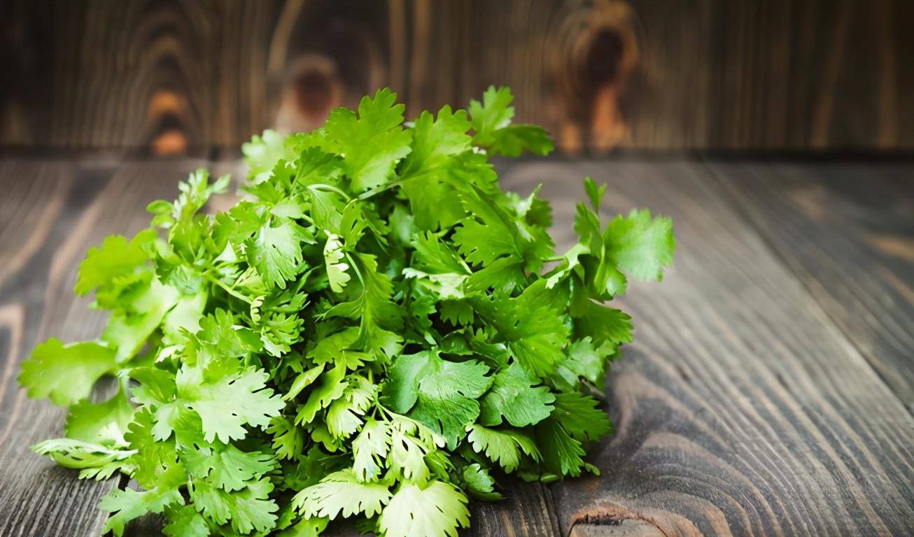 什么时候种香菜好 69a46a03c5fa43b08c872d626f9a29ab.jpeg