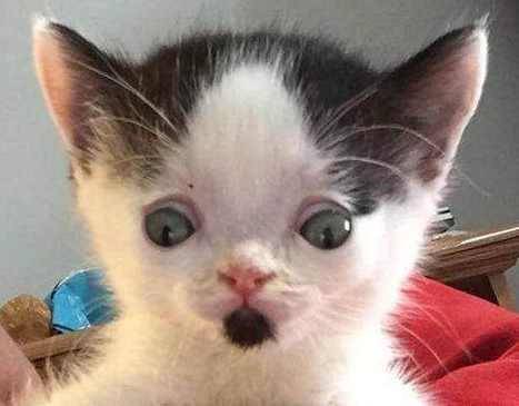 收养的猫咪生下了小奶猫，小奶猫长相十分奇怪，了解缘由后主人泪目！