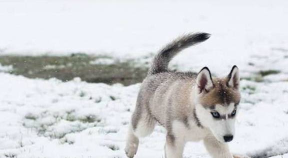 什么不同的狗狗看到雪，会有什么反应？网友：狗狗们可太有趣了