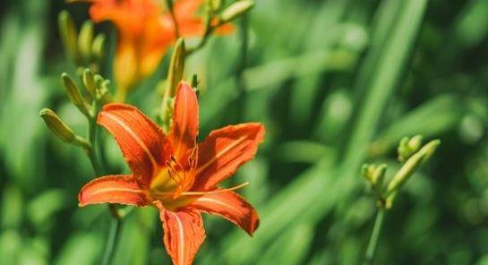 怎么晒干黄花菜 eb14b08cada646edb03cf5afc660d9c6.jpeg