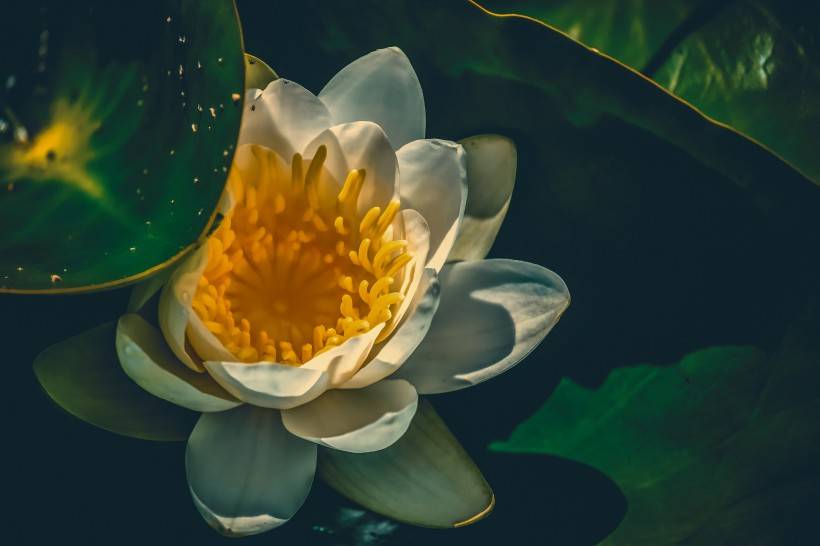 12月13日爱情出现转机 事业崛起 生活很开心的4大星座 狮子座 事情 天蝎座