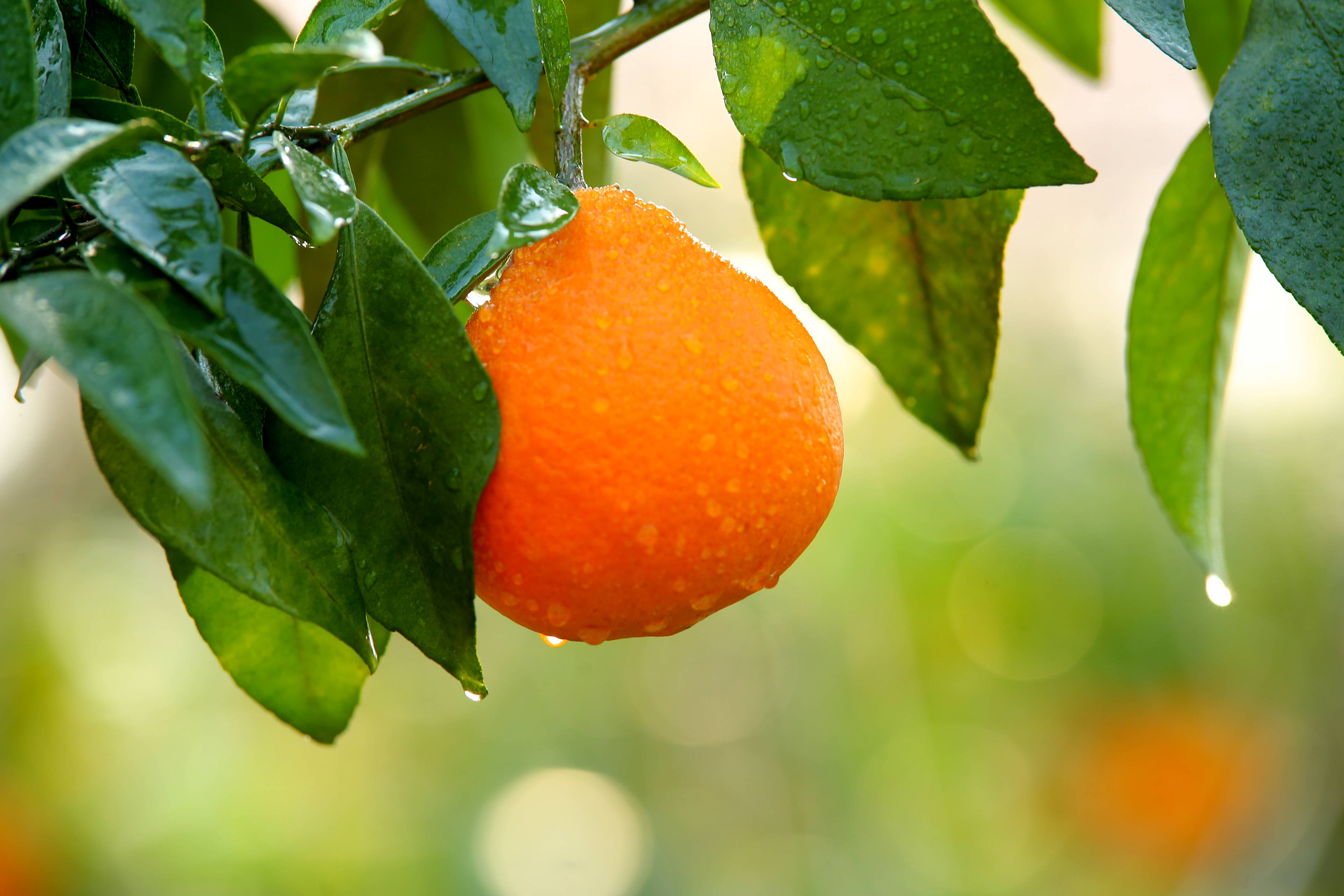 长沙市现代农业产业领军人才高端研修班开班,柑橘皇后周慈英受邀参加