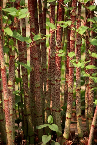 植物为什么说植物外泌体是功效护肤品领域的革新