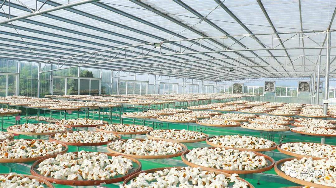 从一场陈皮丰收文化节看泓达堂的华丽蜕变