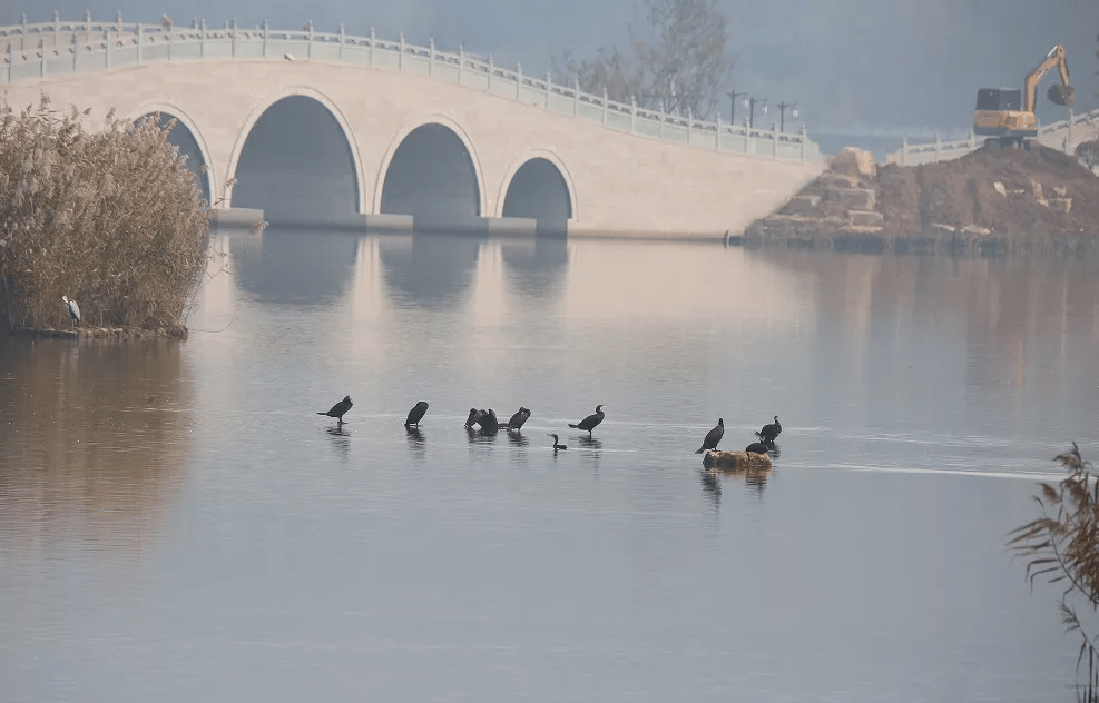 大天鹅|四只大天鹅降落丹河国家湿地公园