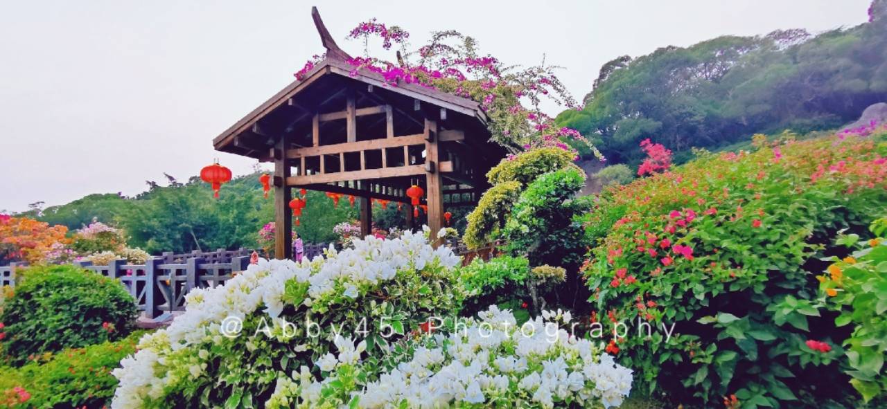 可以在|冬天到厦门旅行，三个免费的赏花景点不可错过，邂逅花开盛事