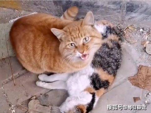 同伴猫咪同伴身亡，不舍离开哀嚎求助：好心的人们，救救它吧！
