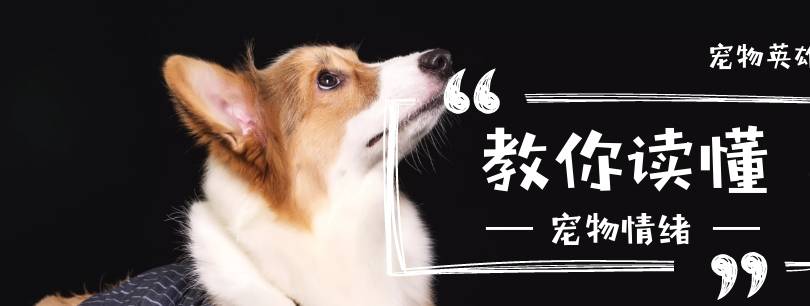体重这几种易胖体质的猫，连橘猫都赶不上它们，胖到看不见腿