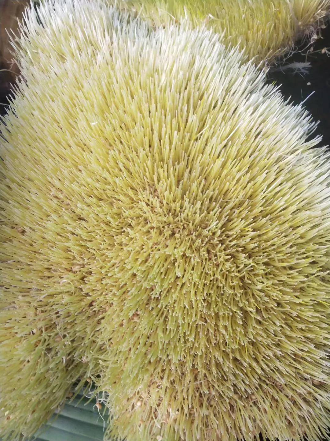 筠连人盼了许久的年味终于来了看这个制作工艺就知道不简单