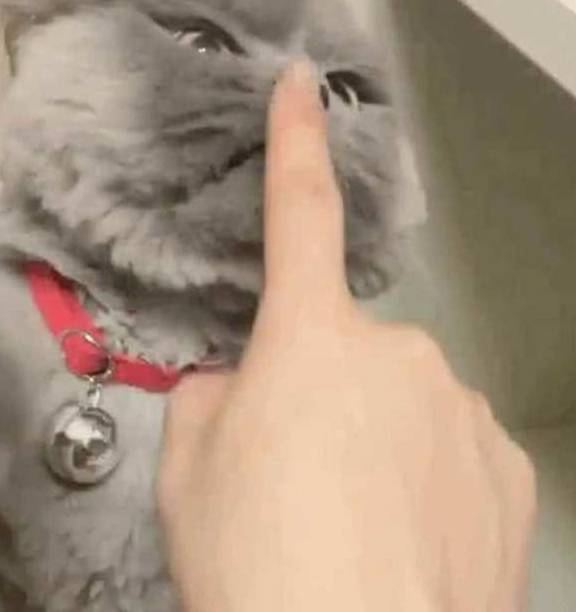 主人无聊去逗蓝猫,却不小心惹怒了它,满脸气愤却把人萌出血 主人无聊去逗蓝猫,却不小心惹怒了它,满脸气愤却把人萌出血