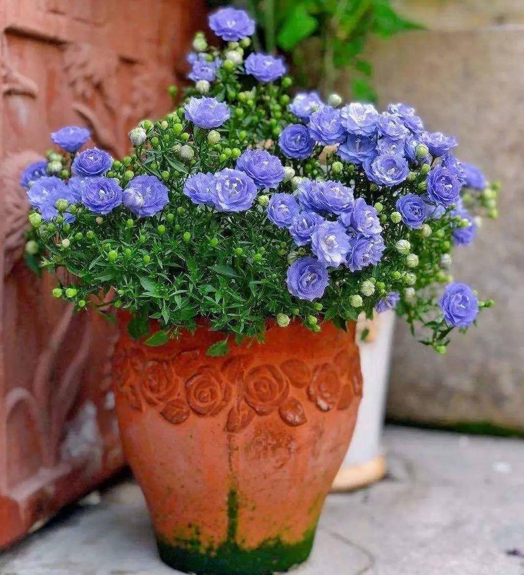 今冬最火网红花 密密麻麻 风铃 花苞 气质十足有格调 花瓣 紫色 状态