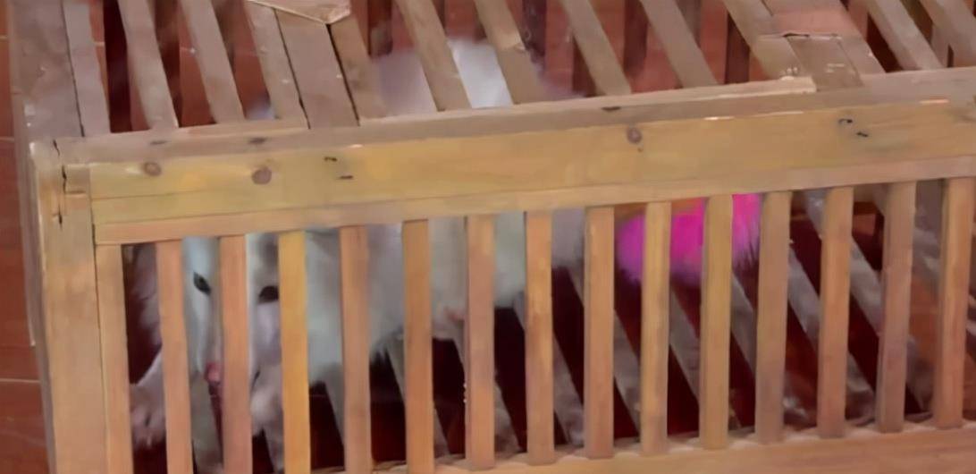 猫咪|不虐待动物就拍不好影视剧了吗？这5部戏的做法，一个比一个残忍