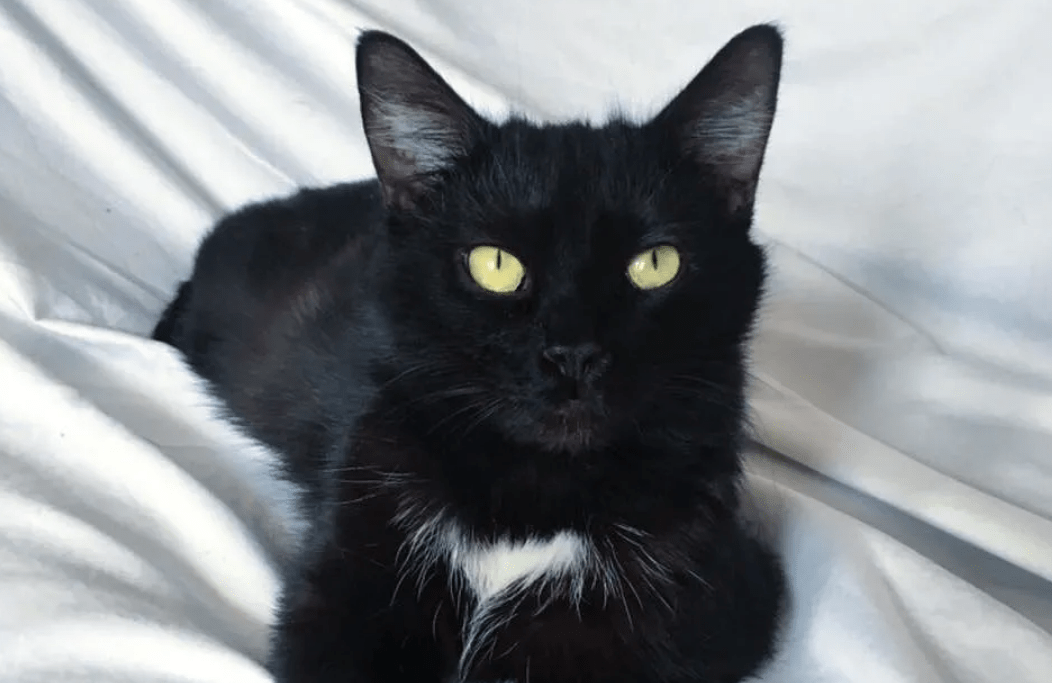 曾经喂养的小黑猫突然消失，却在一年之后，带着孩子找上门来