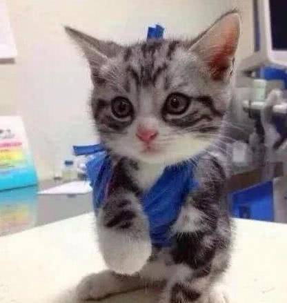 小奶猫摔骨折了，医生帮它把爪爪吊起来，委屈巴巴的模样心都酥了