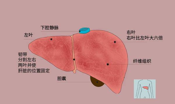 疫苗|八成肝癌跟乙肝感染有关！哪些人容易感染乙肝？如何避免癌变？