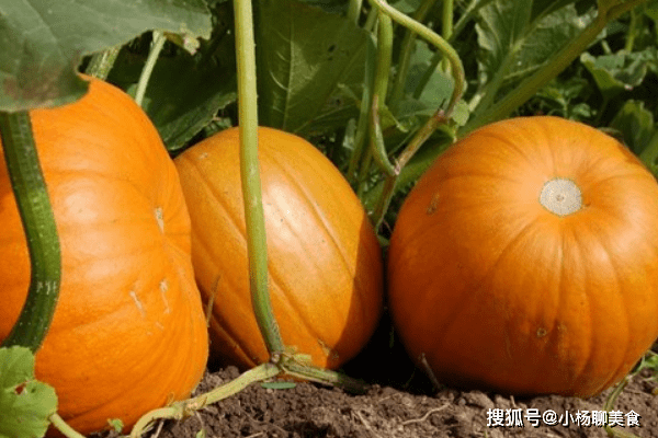 养脾胃最有效的食物官方推荐 82a5ea24553249f8a8226459bd550131.png