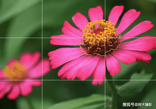 试试利用微距或长焦镜头,拍摄花的一小部分,例如花蕊,花瓣等;或是加进