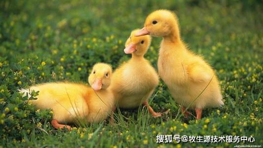 治疗|成都牧生源——鸭(鹅)得了浆膜炎和流感症状?