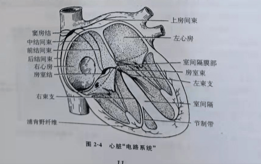 房室束的作用就是当电信号从上面心房传下来使之