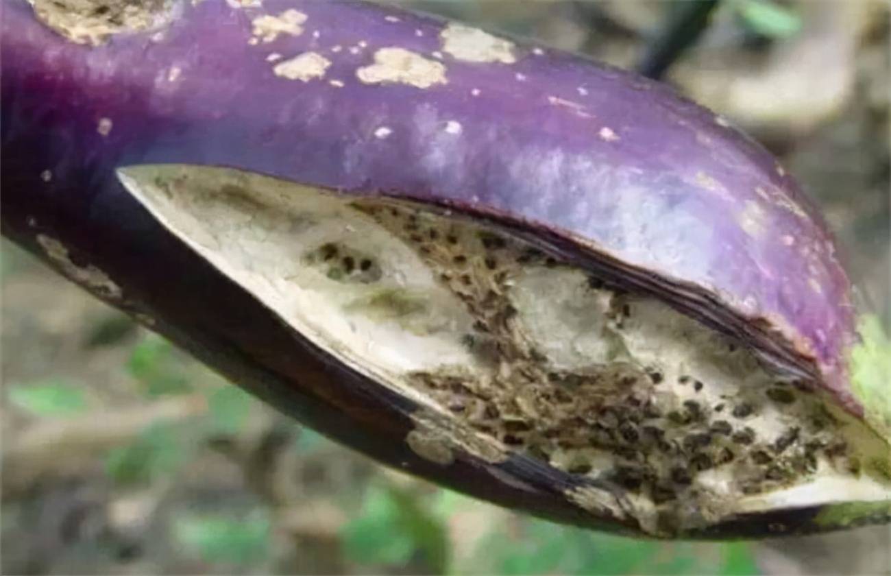 3,生理性缺硼茄子苗期缺硼的原因之一是硼肥补充不足,二是担心茄子旺